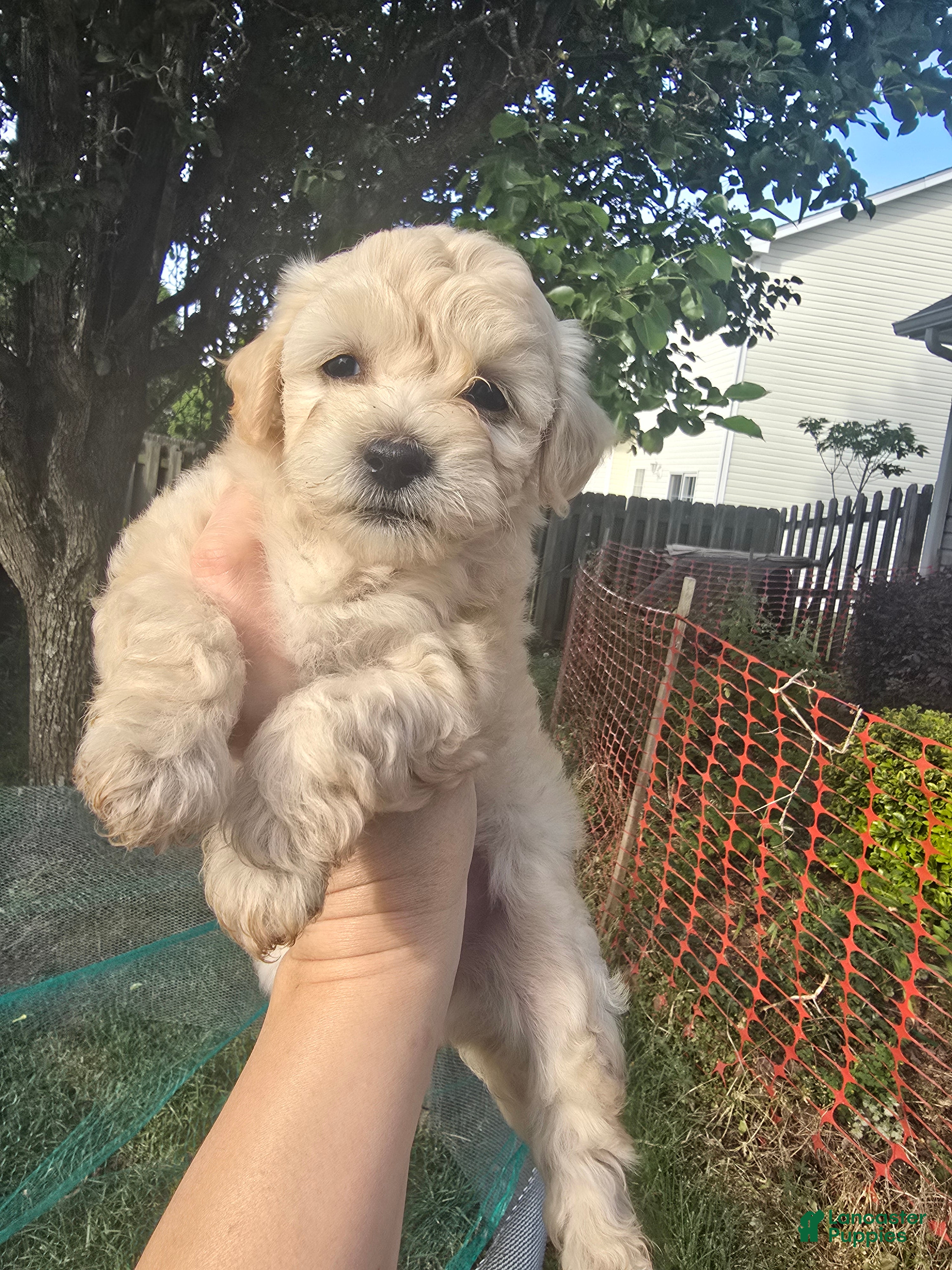 Maltipoo dogs Maltipoo Puppy 1 - Ad 6