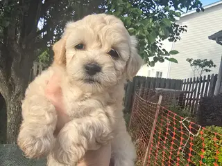 Maltipoo dogs Maltipoo Puppy 1 - Ad 6