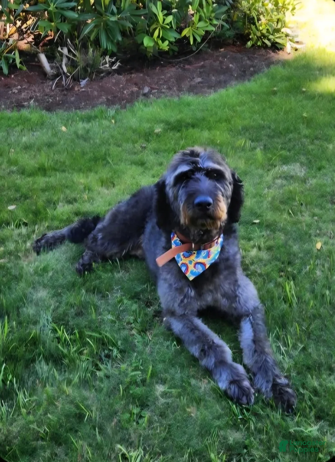 Labradoodle dogs for sale: Loka (light blue collar) - Ad 3