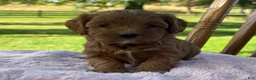 Cavapoo dogs for sale: Rosie - Ad 7