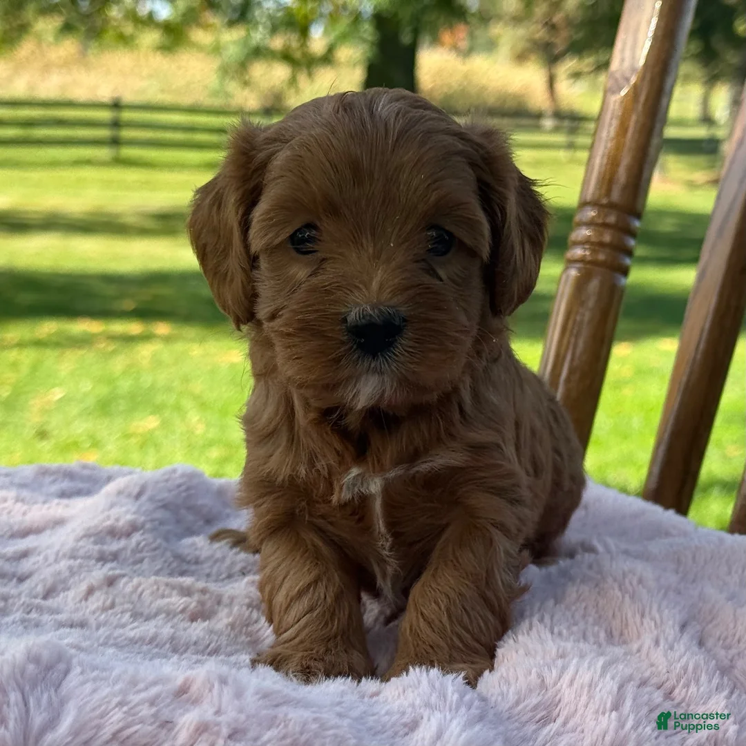 Cavapoo dogs for sale: Rosie - Ad 7