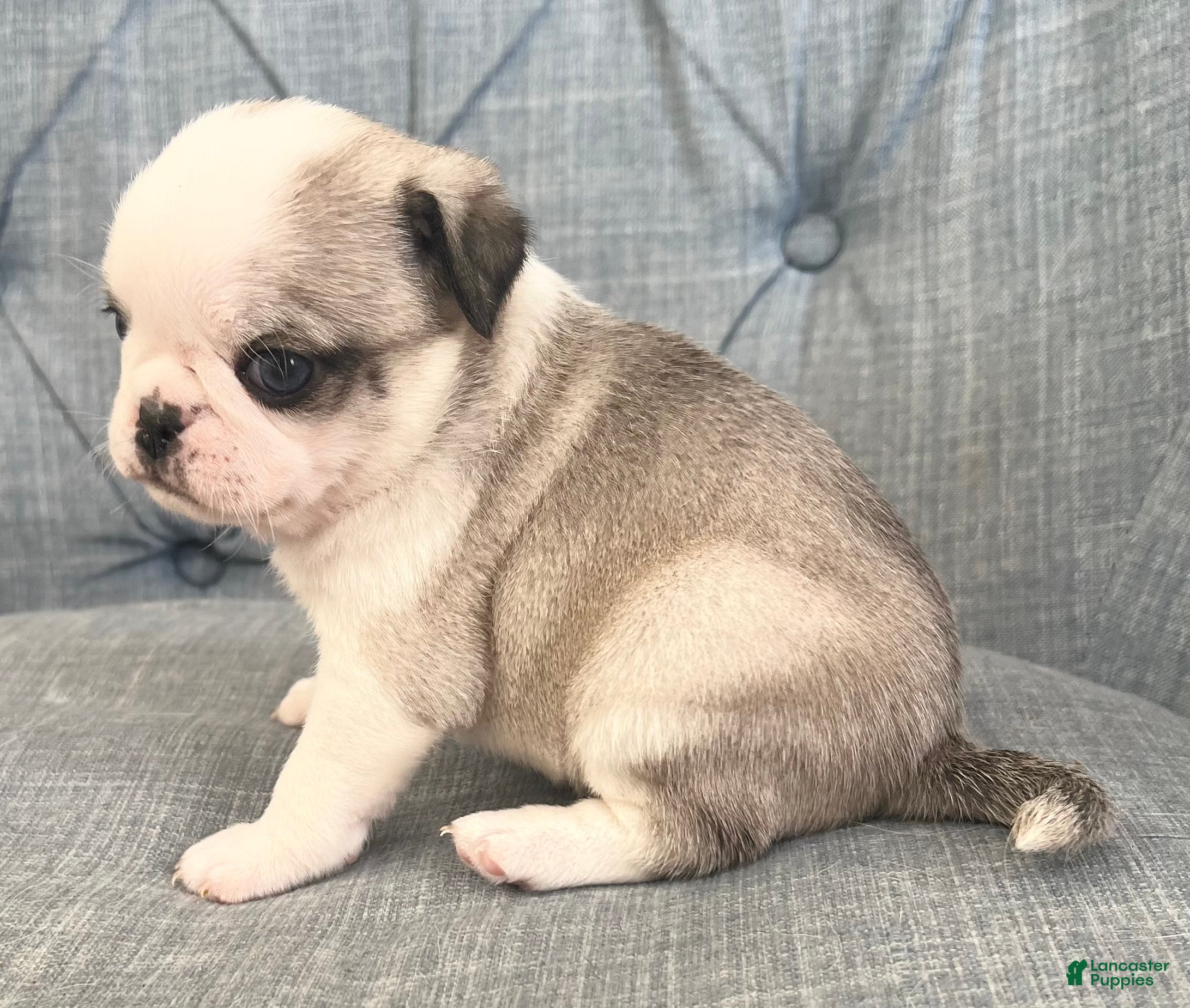Pug dogs Panda  girl - Ad 35