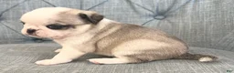 Pug dogs for sale: Panda fawn/white male  - Ad 8