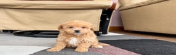 Maltipoo dogs for sale: Maltipoo female 1 - Ad 6