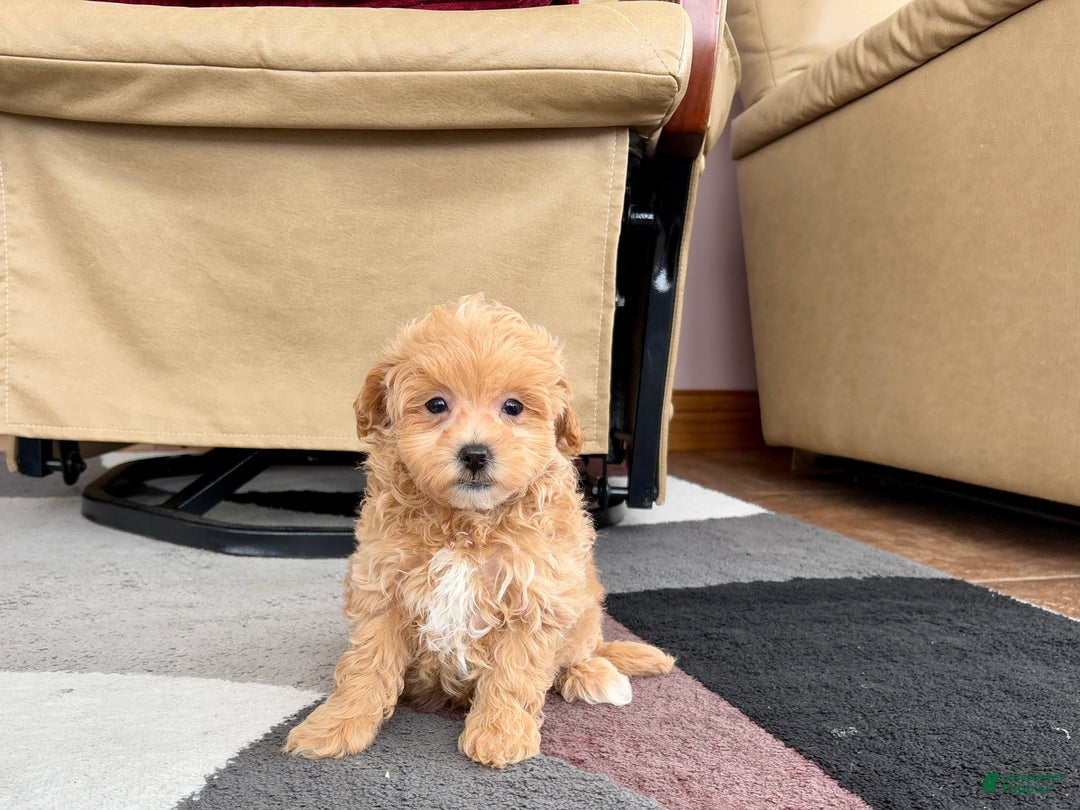 Maltipoo dogs for sale: Maltipoo female 1 - Ad 6
