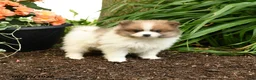 Pomeranian dogs for sale: Beauty - Ad 2