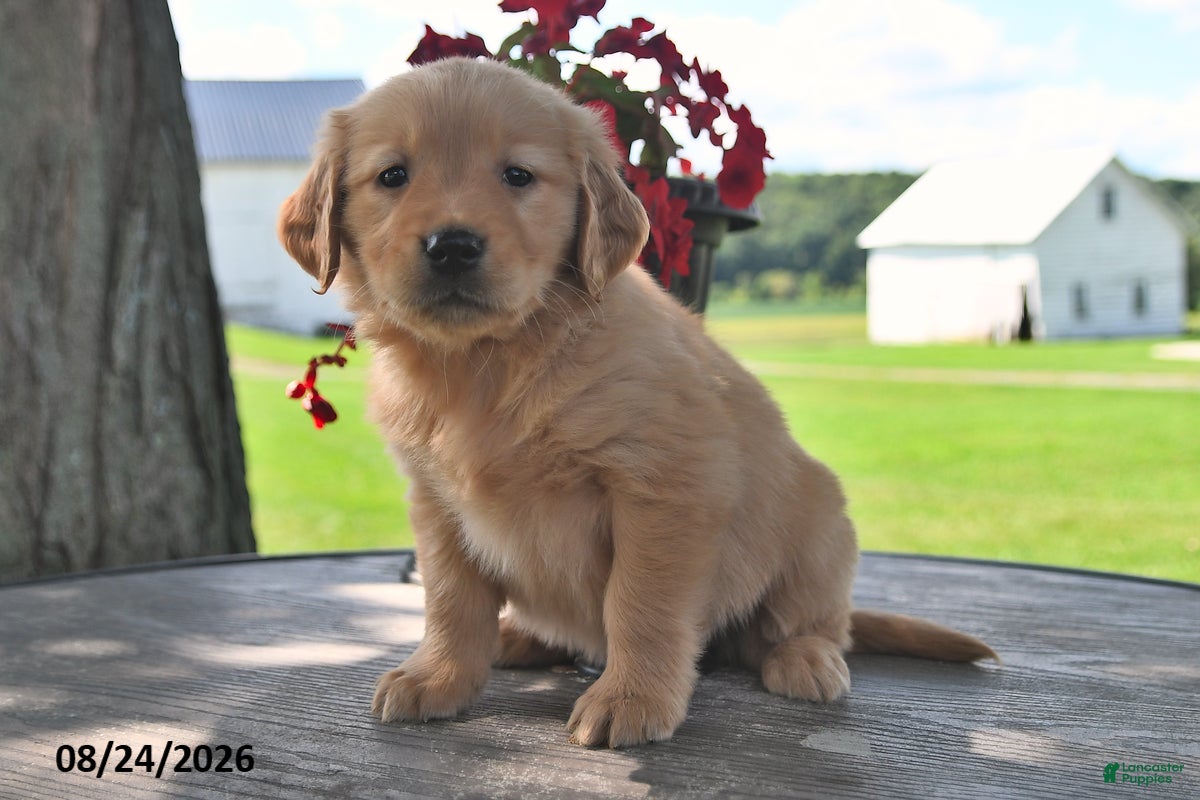 Golden Retriever dogs Tootsie - Ad 2