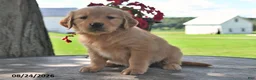 Golden Retriever dogs for sale: Tootsie - Ad 2