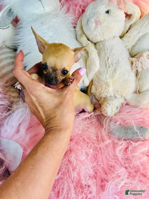 Chihuahua dogs Teacup/Pocketbook Chihuahua 1 - Ad 2