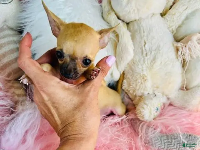 Chihuahua dogs for sale: Teacup/Pocketbook Chihuahua 1 - Ad 2