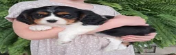 Cavalier King Charles Spaniel dogs for sale: JACK - Ad 3