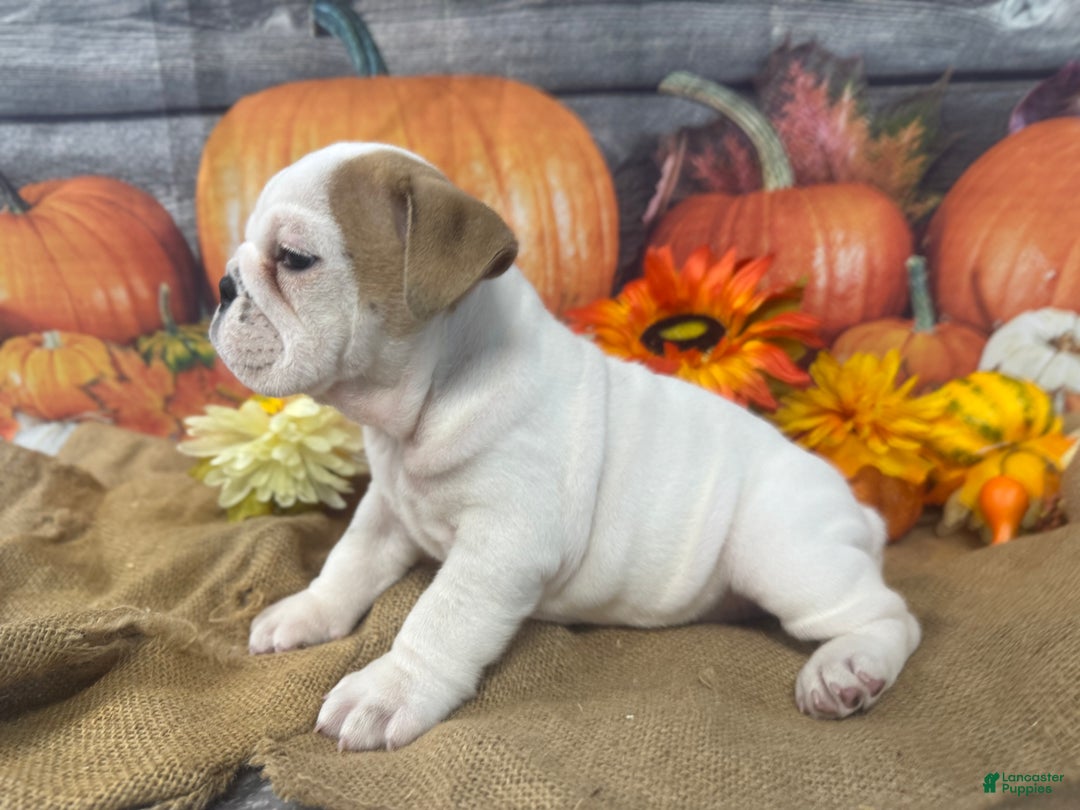 English Bulldog dogs for sale: Snow white - Ad 7