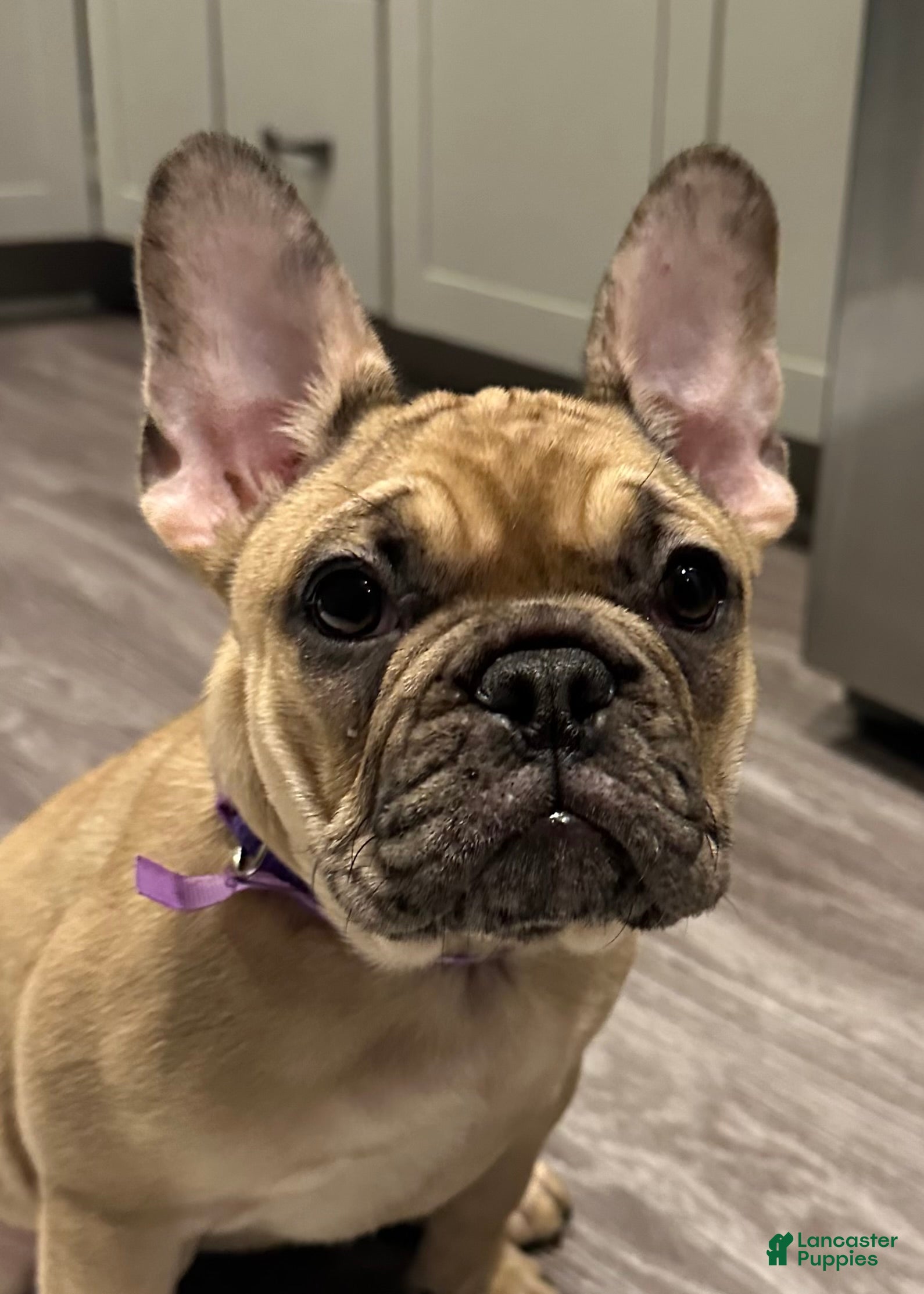 French Bulldog dogs Tiny - Ad 8