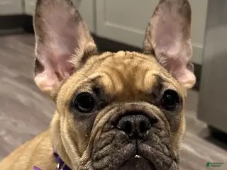 French Bulldog dogs Tiny - Ad 8