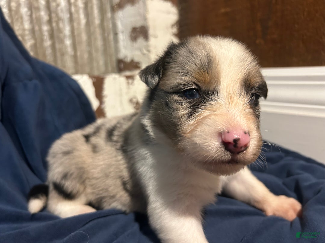 Australian Shepherd dogs for sale: Ruth - Ad 21