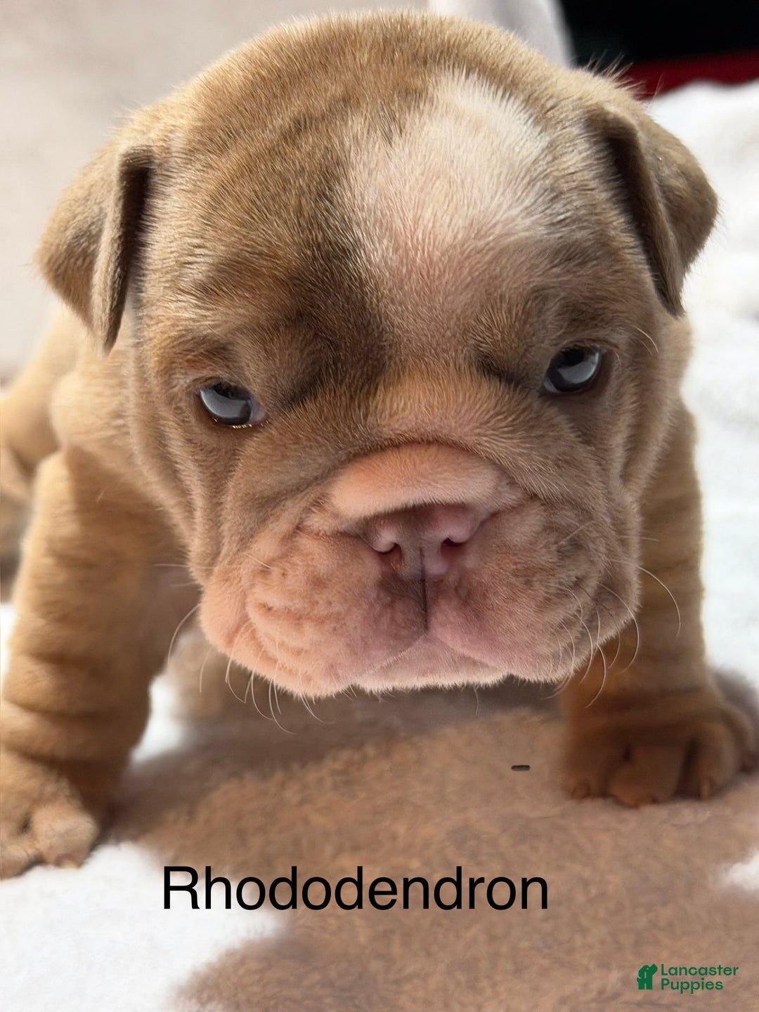 English Bulldog dogs for sale: English Bulldog Puppy 7 - Ad 4