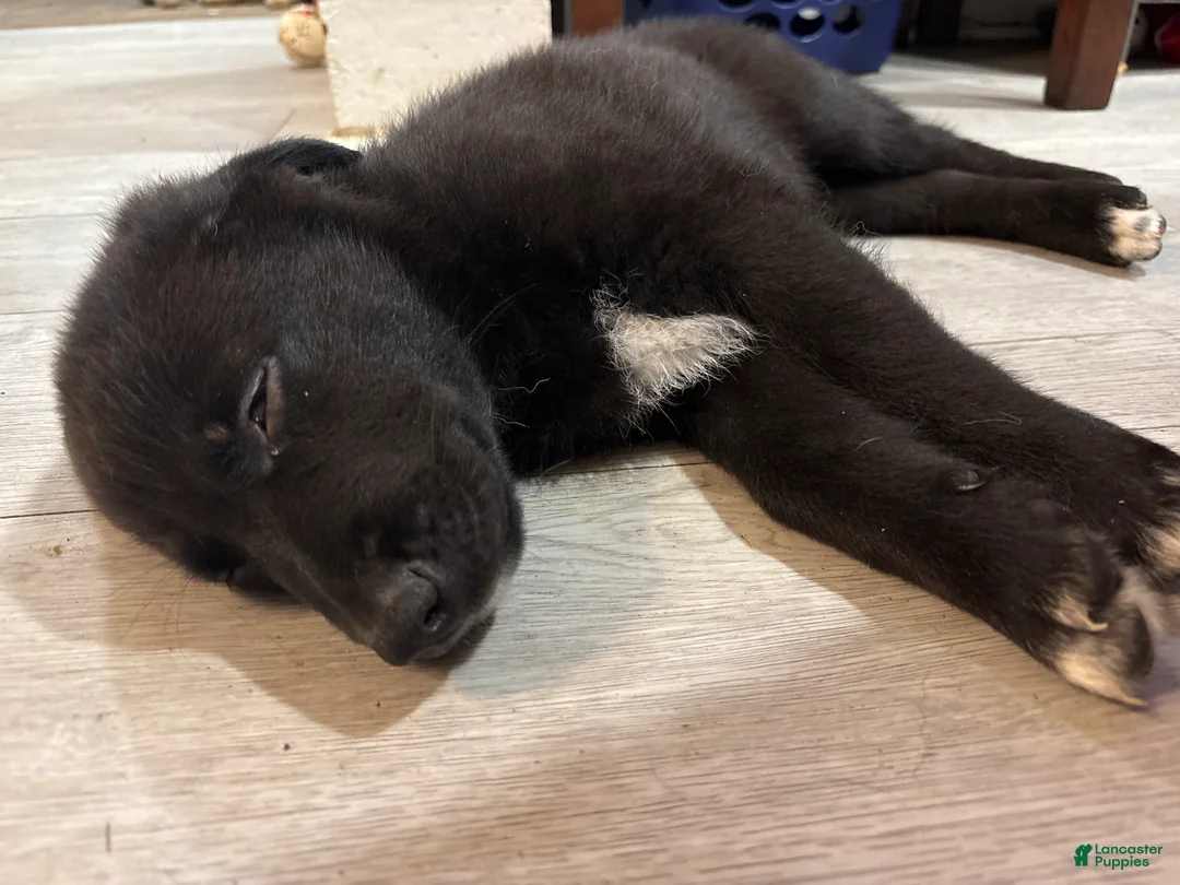 Mixed Breed dogs for sale: Mixed Breed Puppy 4 - Ad 2