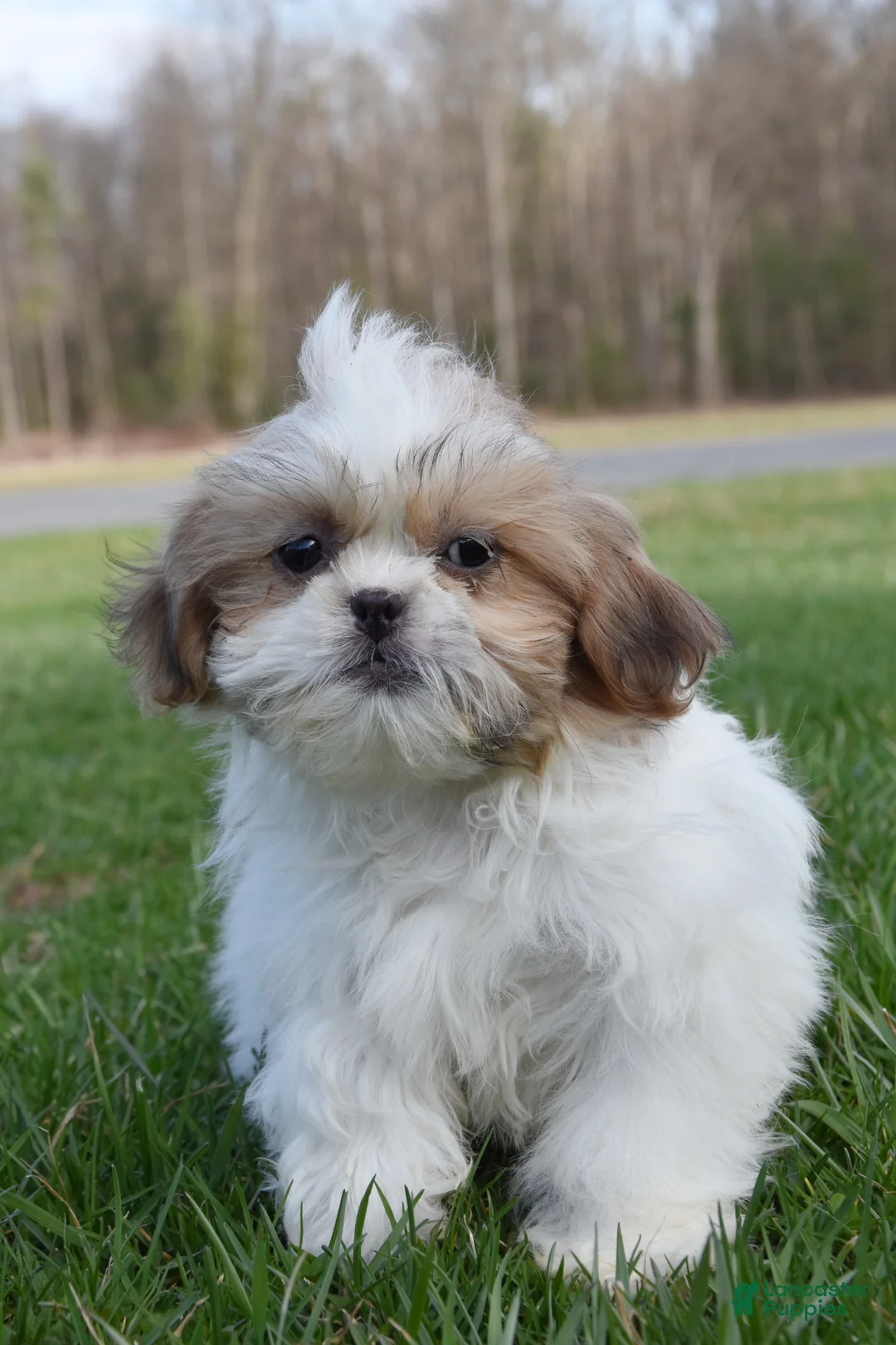 Shih Tzu dogs for sale: Shih Tzu Puppy 2 - Ad 1