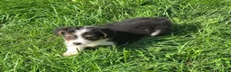 Welsh Corgi Pembroke dogs for sale: Muffin the fluffy - Ad 10