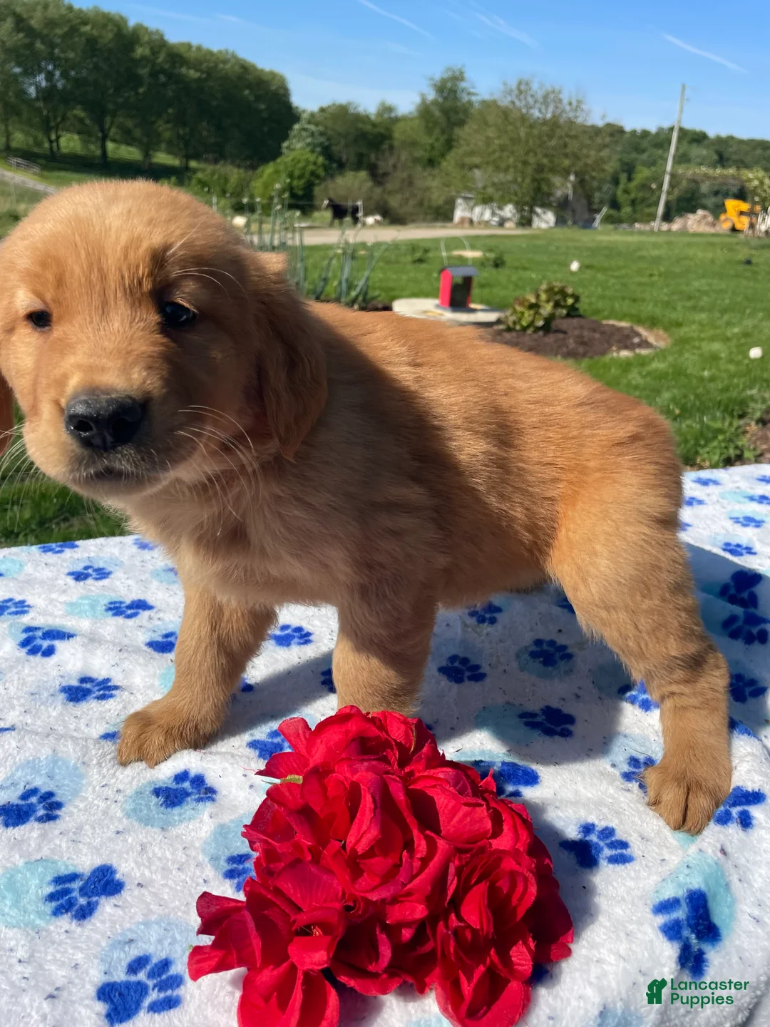 Golden Retriever dogs for sale: Lucky - Ad 2