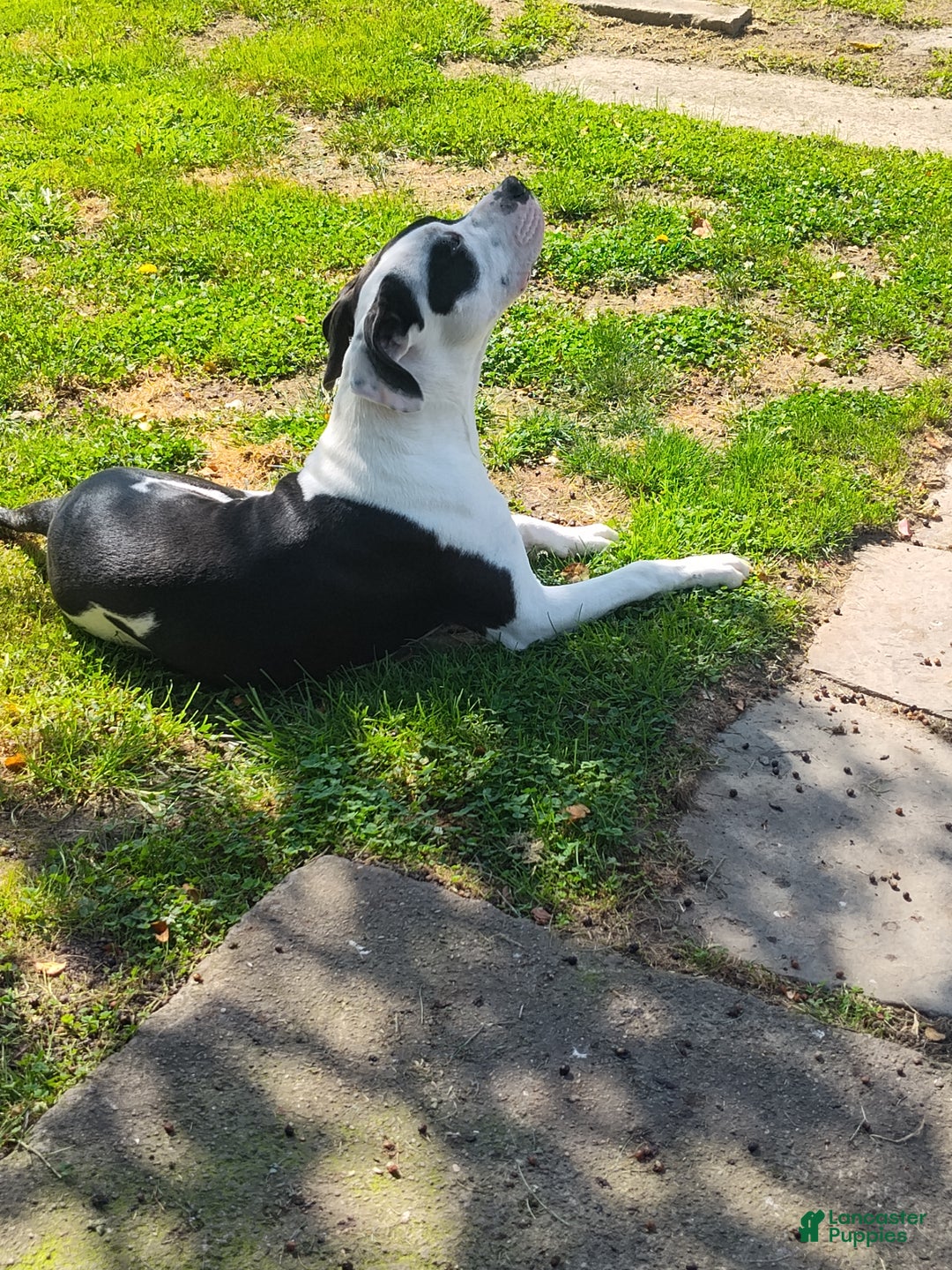 Other breed dogs for sale: Bane - Ad 3