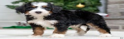 Mini Bernedoodle dogs for sale: Archy - Ad 1