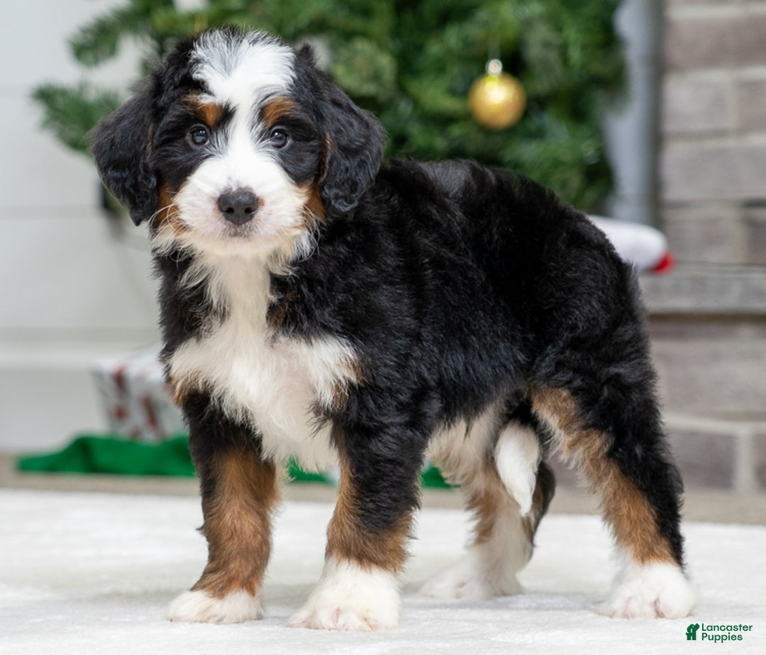 Mini Bernedoodle dogs for sale: Archy - Ad 1