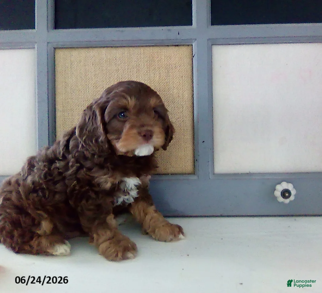 Cavapoo dogs for sale: Frankie - Ad 4