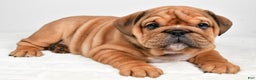 English Bulldog dogs for sale: Tiffany - Ad 1