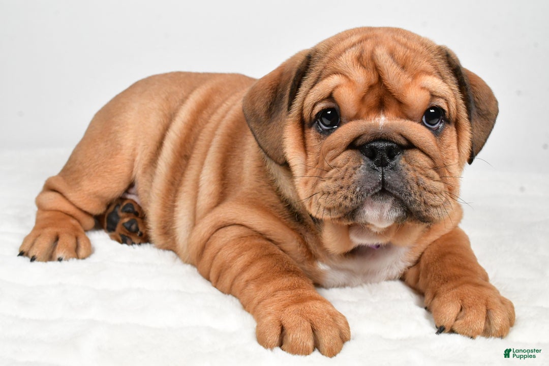 English Bulldog dogs for sale: Tiffany - Ad 1