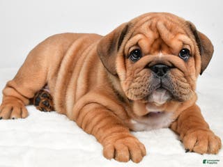 English Bulldog dogs Tiffany - Ad 39