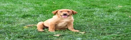 Labrador Retriever dogs for sale: Claudia - Ad 5