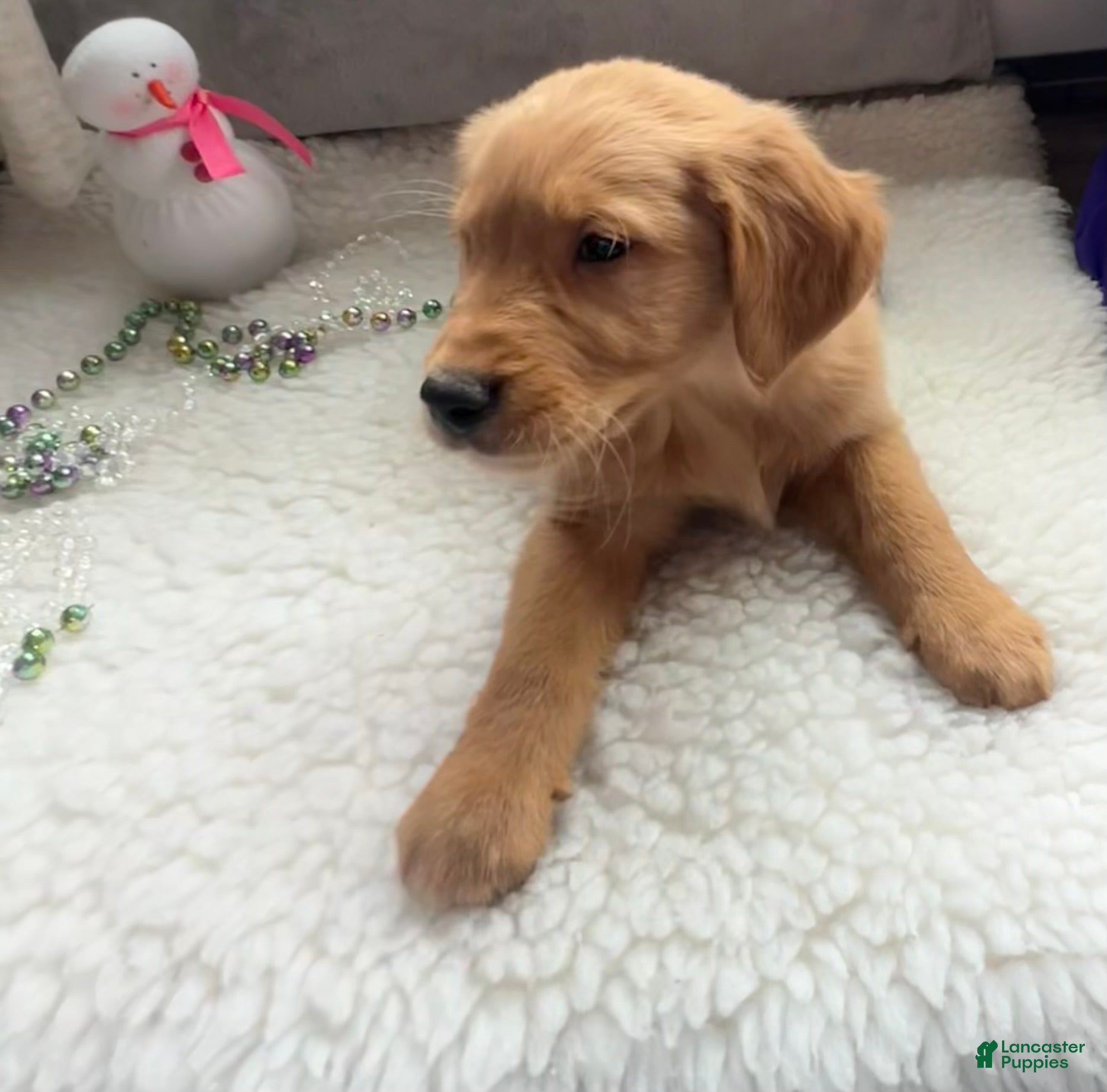 Golden Retriever dogs Max - Ad 24