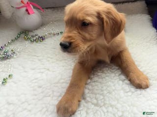 Golden Retriever dogs Max - Ad 42