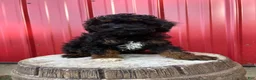 Toy Poodle dogs for sale: Oreo - Ad 2