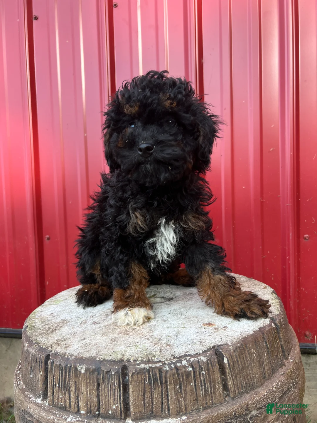 Toy Poodle dogs for sale: Oreo - Ad 2