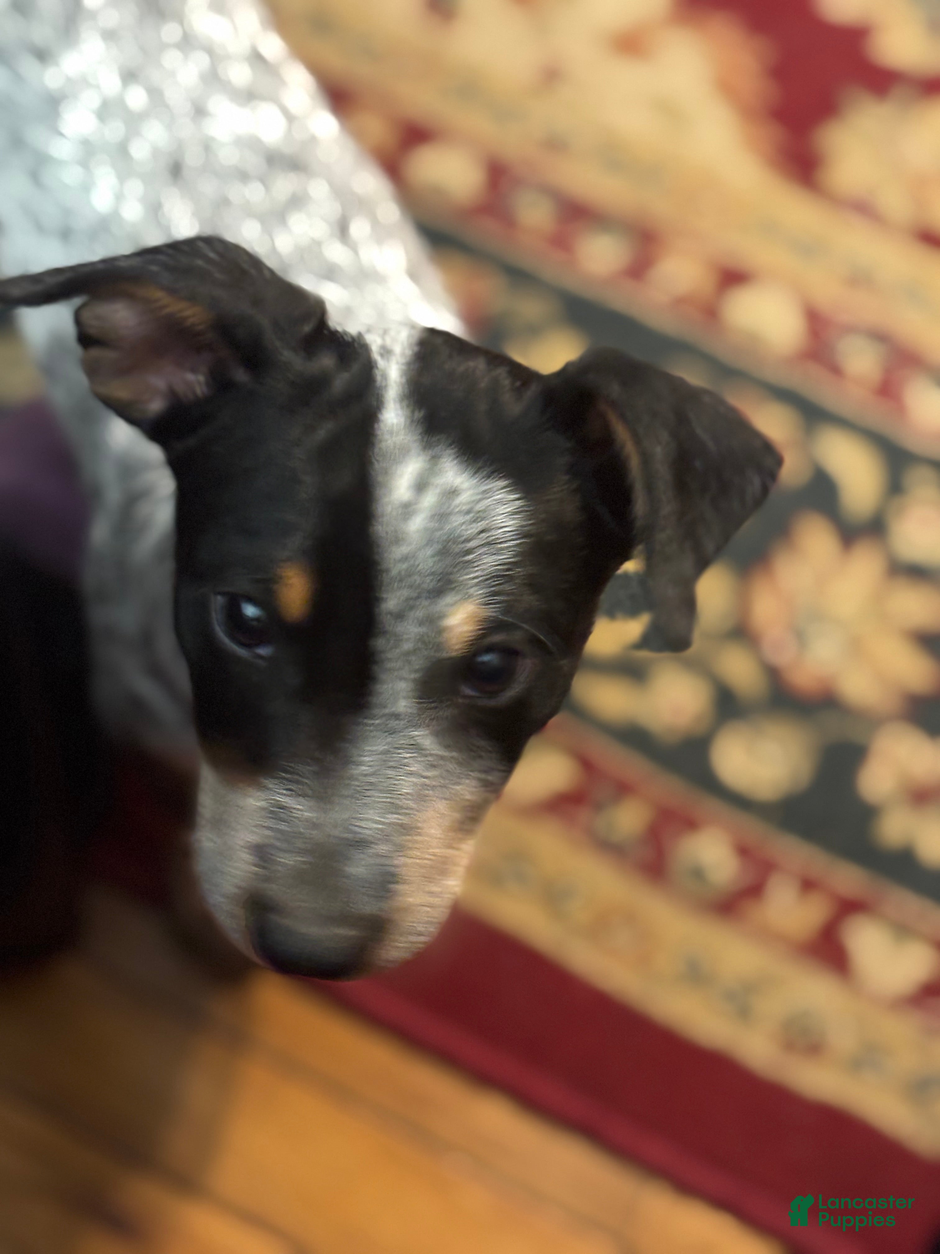 Australian Cattle Dog dogs Curly - Ad 26