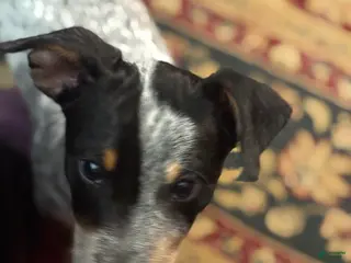 Australian Cattle Dog dogs Curly - Ad 26