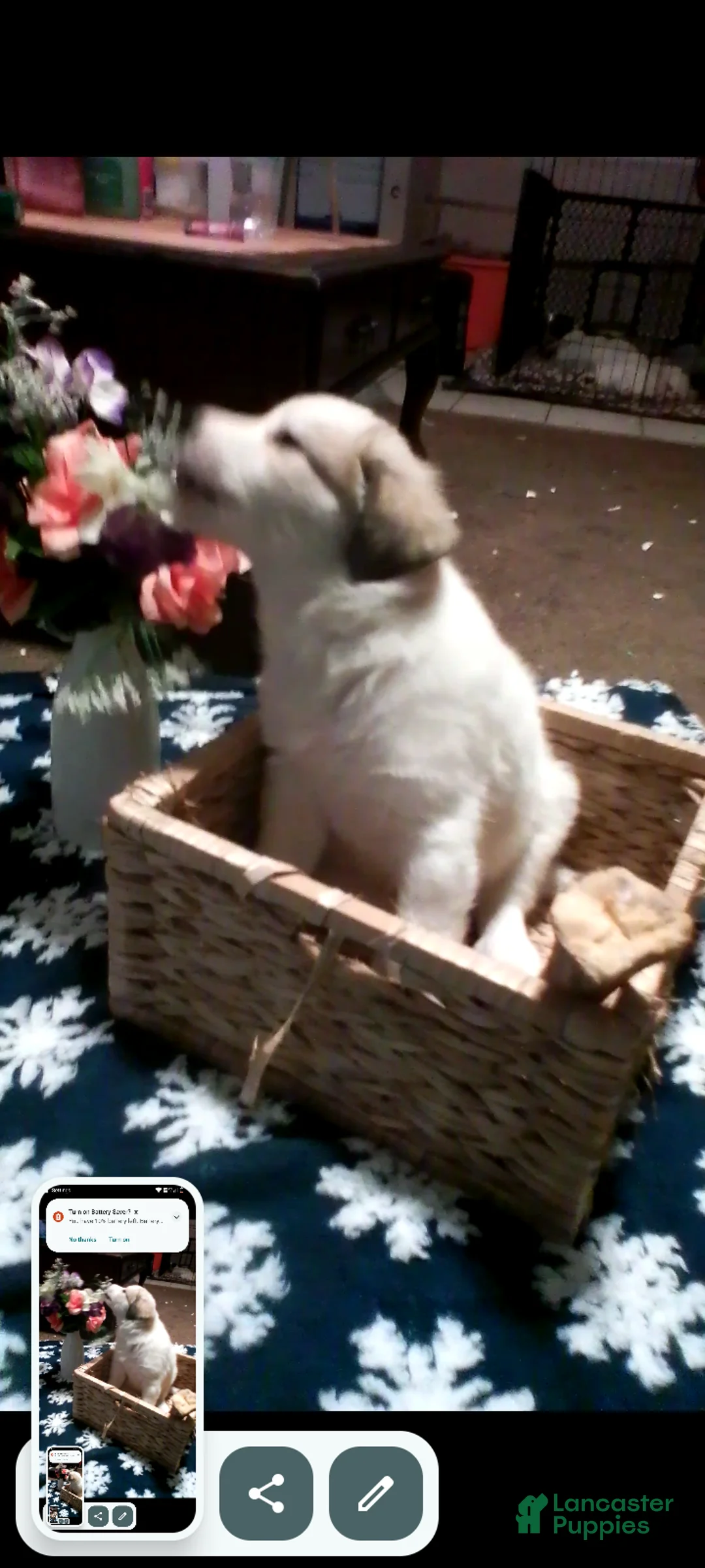 Mixed Breed dogs for sale: Buddy Boy  - Ad 6