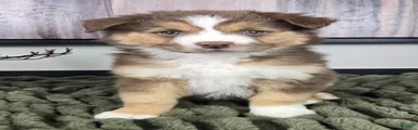 Silas