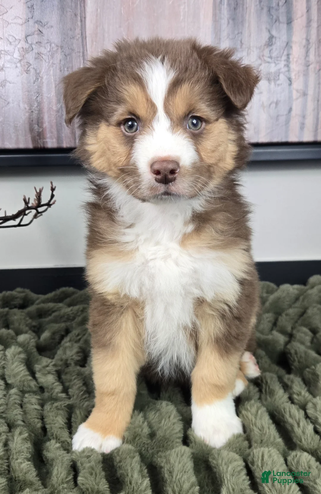Miniature Australian Shepherd dogs for sale: Silas - Ad 1
