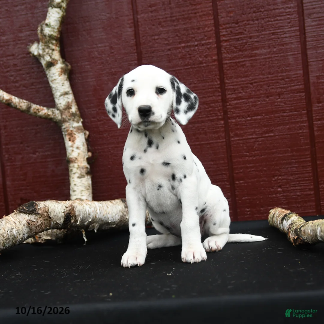 Dalmatian dogs for sale: Jasmine - Ad 1