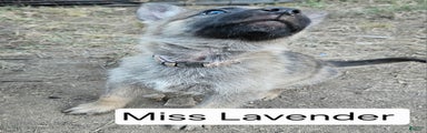 Female German Shepherd Puppy 5 - Lavender