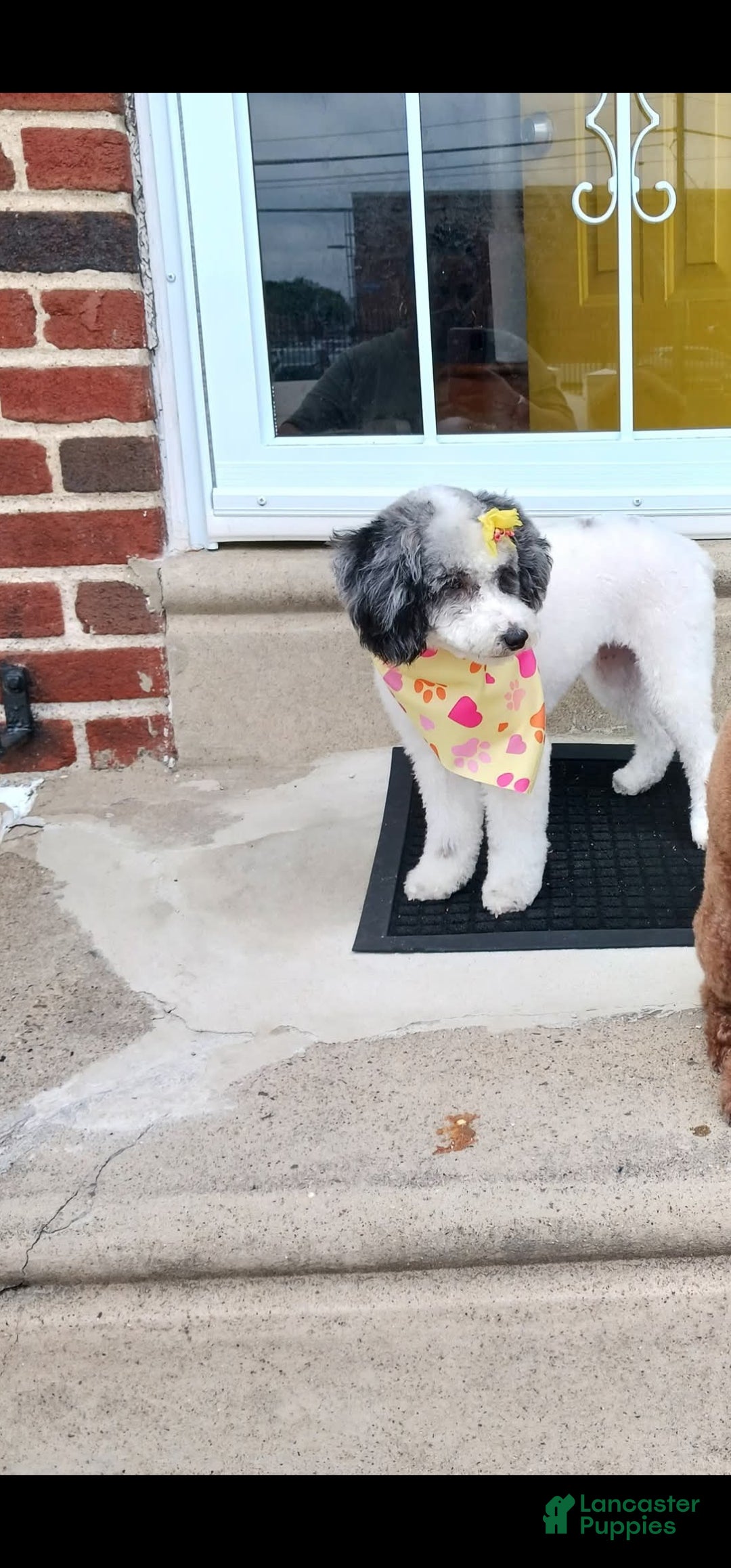 Miniature Poodle dogs for sale: Miniature Poodle Puppy 2 - Ad 4