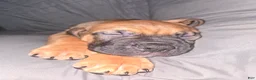 Cane Corso dogs for sale: Chewbacca (Chewy) - Ad 3