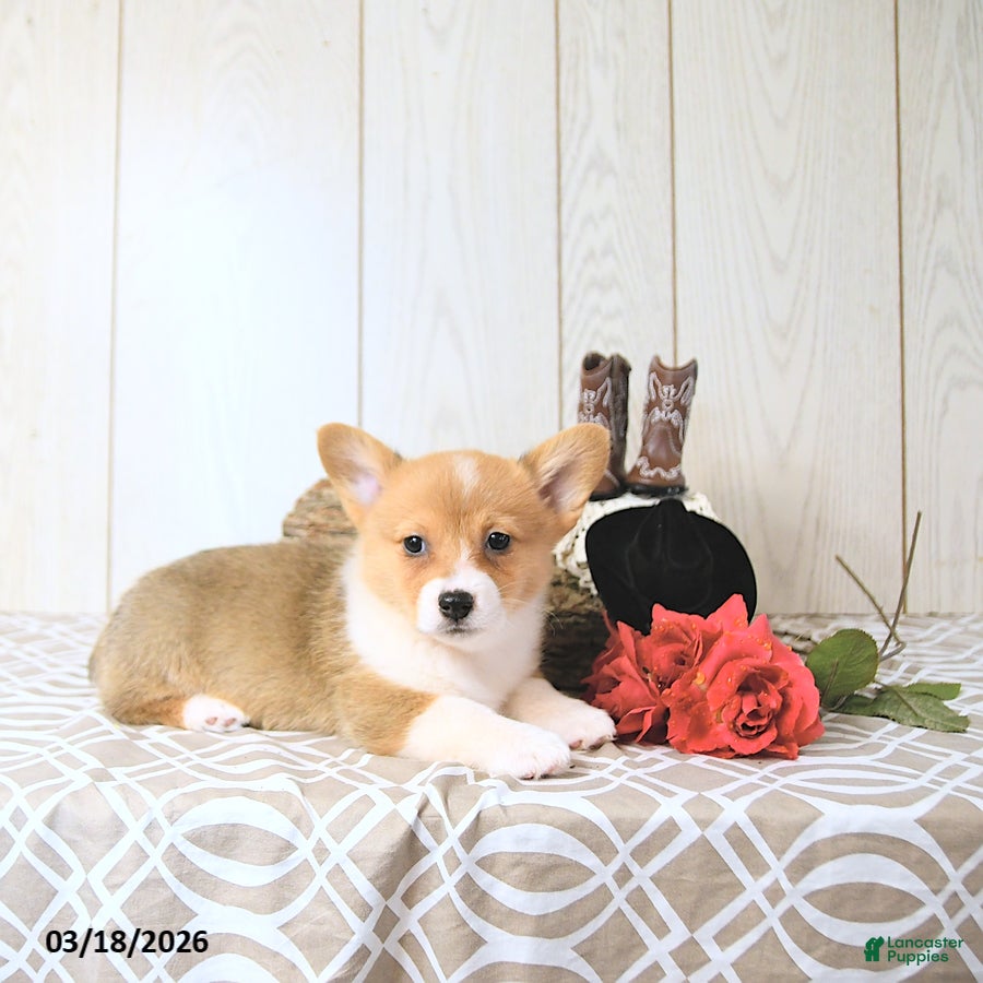 Welsh Corgi Pembroke dogs Kelsey - Ad 2