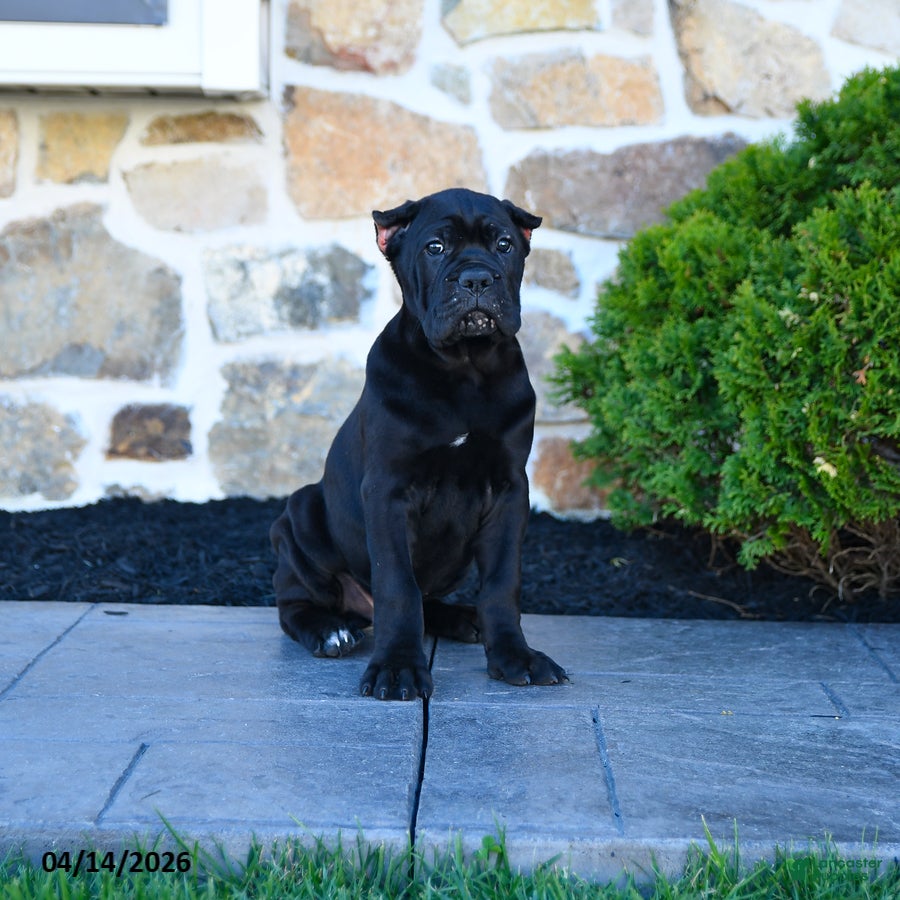 Cane Corso dogs T bone - Ad 2