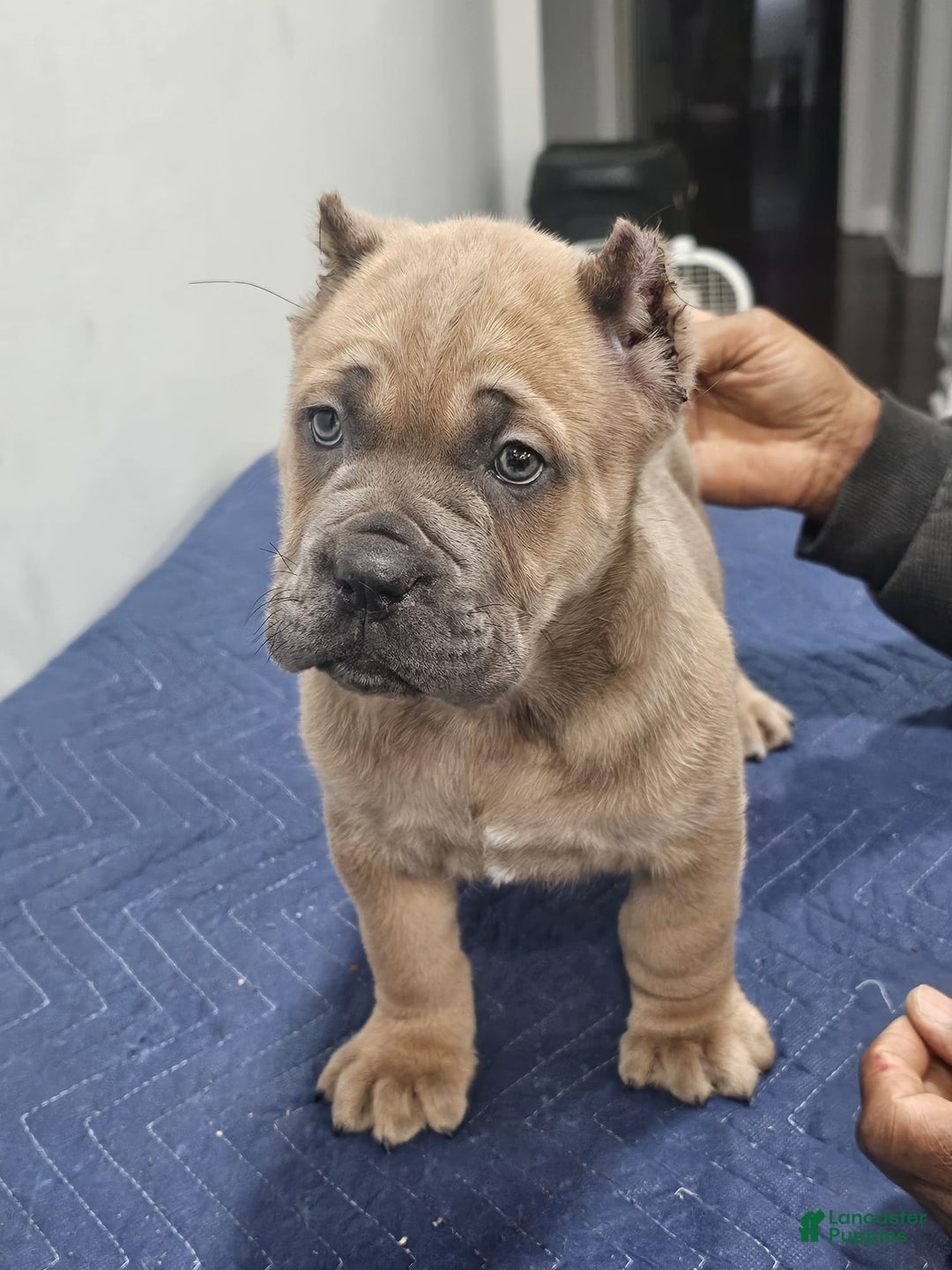Cane Corso dogs for sale: DEXTA - Ad 3
