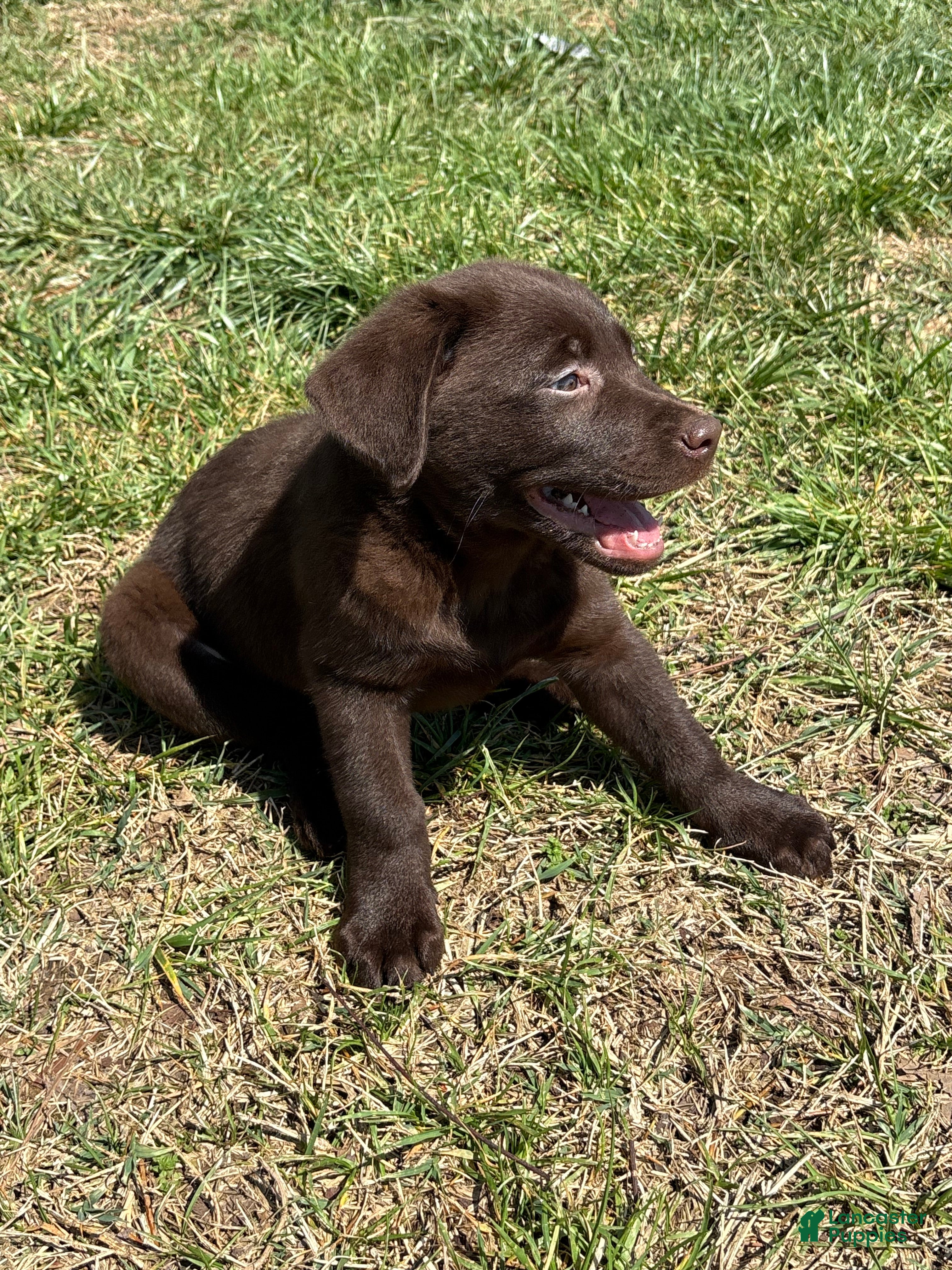 Labrador Retriever dogs Labrador Retriever Puppy 4 - Ad 4