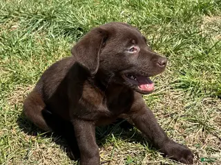 Labrador Retriever dogs Labrador Retriever Puppy 4 - Ad 4